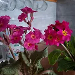 Natura Çiftlik konaklama Pilchowice