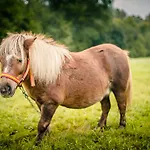 Natura Alojamento de Turismo Rural *