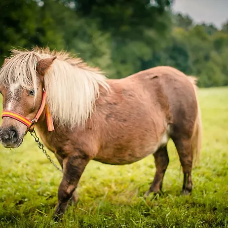 Natura Gospodarstwo agroturystyczne *