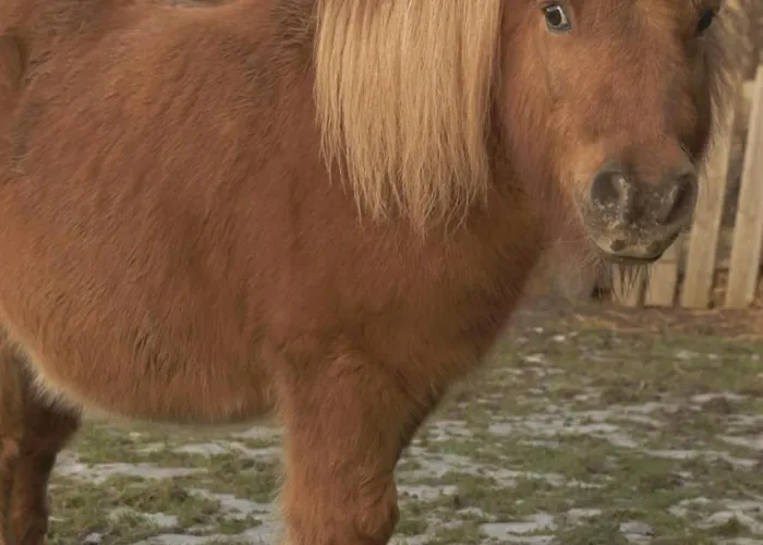 Bauernhof Natura Pilchowice