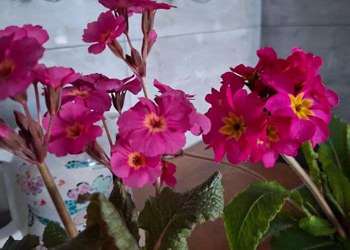 Natura Bauernhof Pilchowice