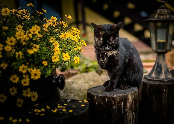 Alojamento de Turismo Rural Natura *