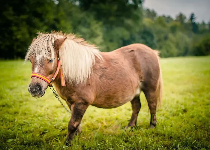 Natura Alojamento de Turismo Rural *